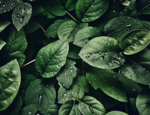 From Managing Operational Carbon Risk to Strategic Integration